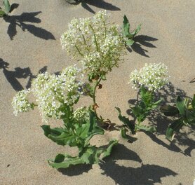 PIJLKRUIDKERS (Lepidium draba), Bloesem Remedie (10 cc)