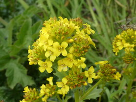GEWOON BARBARAKRUID (Barbarea vulgaris), Bloesem Remedie (10 cc)