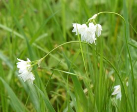 BOCHTIG LOOK (Allium zebdanense), Bloesem Remedie (10 cc)
