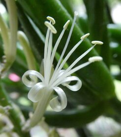 SANSEVERIA (Sansevieria trifaciata), Bloesem Remedie (10 cc)