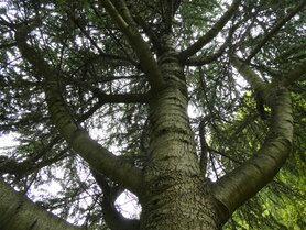 CEDER (hout), Etherische Olie (10 cc)