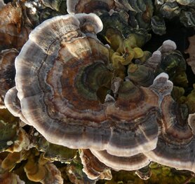 GEWOON ELFENBANKJE (Trametes versicolor), Bloesem Remedie (10 cc)