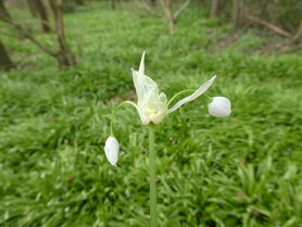ARMBLOEMIG LOOK (Allium paradoxum), Bloesem Remedie (10 cc)