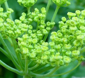 VENKEL (zaad), Etherische Olie (10 cc)