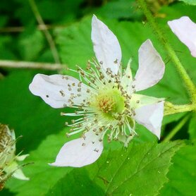 FRAMBOOS (Rubus idaeus), Bloesem Remedie (10 cc)