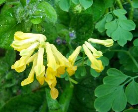 GOLDEN CORYDALIS (Gouden Helmbloem) (Corydalis aurea), Bloesem Remedie (10 cc)