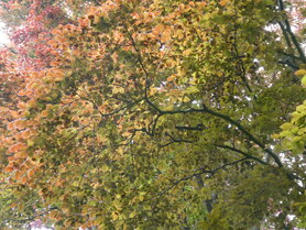 BEECH (Beuk) (Fagus sylvatica), Bloesem Remedie (10 cc)