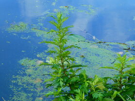 BYVOET (Bijvoet)(Artemisia vulgaris), Bloesem Remedie (10 cc)