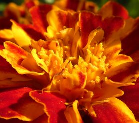 AFRIKAAN, GROTE (Tagetes erecta), Bloesem Remedie (10 cc)