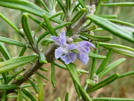 ROZEMARIJN (bloem/plant), Etherische Olie (30 cc)