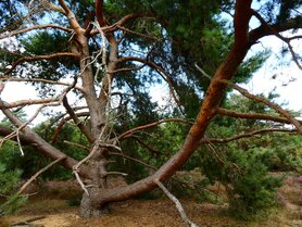 GROVE DEN (naald), Etherische Olie (30 cc)