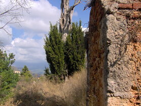 CIPRES (blad), Etherische Olie, (10 cc)