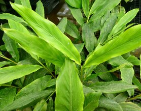 GEMBER (Ginger) (Zingiber officinale), Bloesem Remedie (10 cc)