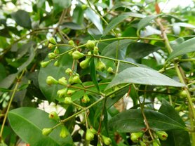 KRUIDNAGEL (blad), Etherische Olie (10 cc)