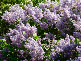 SERING (Lilac)(Syringa vulgaris), Bloesem Remedie (10 cc)
