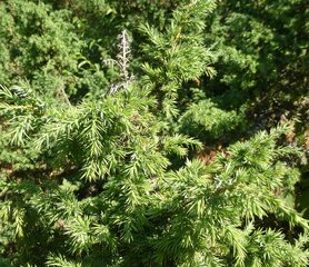 JENEVERBES (vrucht/hout), Etherische Olie (10 cc)