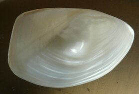 Mossel gepolijst parelmoer