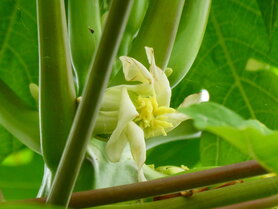 PAPAYA (Carica papaya), Bloesem Remedie (10 cc)