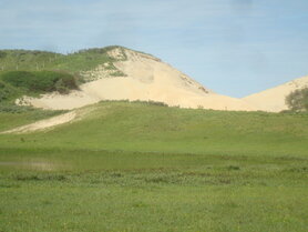 ASHWAGANDHA (Winter Cherry, Ashwaganda) (Withania somnifera), Bloesem Remedie (10 cc)