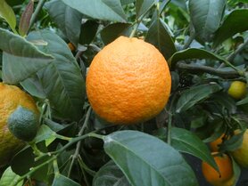 MANDARIJN (schil), Etherische Olie (30 cc)