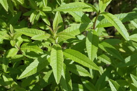 VERBENA CITROEN (blad), Etherische Olie (10 cc)