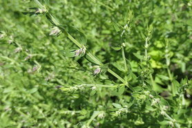 HYSSOP (Hyssopus officinalis), Bloesem Remedie (10 cc)