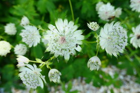 GROOT STERRENSCHERM (Zeeuws Knoopje) (Astrantia major), Bloesem Remedie (10 cc)