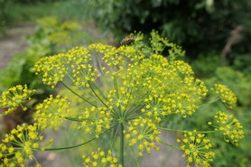 DILLE (Dill) (Anethum graveolens), Bloesem Remedie (10 cc)