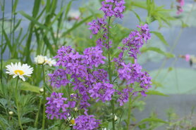 DAMASTBLOEM (Hesperis matronalis), Bloesem Remedie (10 cc)