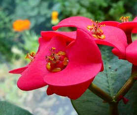 CHRISTUSDOORN (Euphorbia milii), Bloesem Remedie (10 cc)