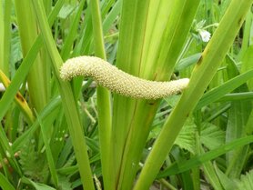 KALMOES (Acorus calamus), Bloesem Remedie (10 cc)