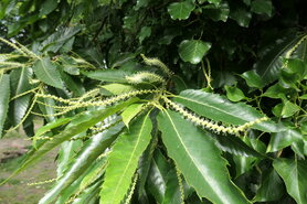 SWEET CHESTNUT (Tamme Kastanje) (Castanea sativa), Bloesem Remedie (10 cc)