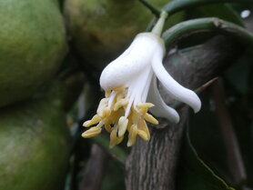 YUZU (schil) Etherische Olie (10cc)