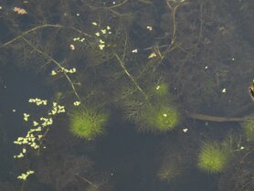 BLADDERWORT (Blaasjeskruid) (Utricularia vulgaris), Bloesem Remedie (10 cc)