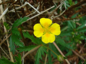 BLOEDWORTEL (Tormentil) (Potentilla erecta), Bloesem Remedie (10 cc)