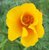 CALIFORNIA POPPY (Slaapmutsje) (Eschscholzia californica), Bloesem Remedie (10 cc)