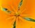 CALIFORNIA POPPY (Slaapmutsje) (Eschscholzia californica), Bloesem Remedie (10 cc)