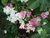 BOUGAINVILLEA (Bougainvillea spectabilis), Bloesem Remedie (10 cc)