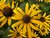 BLACK EYED SUSAN (Ruige Rudbeckia) (Rudbeckia hirta), Bloesem Remedie (10 cc)