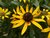 BLACK EYED SUSAN (Ruige Rudbeckia) (Rudbeckia hirta), Bloesem Remedie (10 cc)