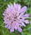 BEEMDKROON (Field Scabious) (Knautia arvensis), Bloesem Remedie (10 cc)