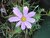 COSMOS (Cosmea) (Cosmos bipinnatus), Bloesem Remedie (10 cc)