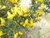 GORSE (Gaspeldoorn) (Ulex europaeus), Bloesem Remedie (10 cc)