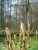 HEERMOES (Horsetail) (Equisetum arvense), Bloesem Remedie (10 cc)