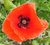 KLAPROOS (Red Poppy) (Papaver rhoeas), Bloesem Remedie (10 cc)