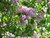 SERING (Lilac)(Syringa vulgaris), Bloesem Remedie (10 cc)