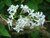 SERING (Lilac)(Syringa vulgaris), Bloesem Remedie (10 cc)
