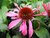 ECHINACEA (Echinacea augustifolia), Bloesem Remedie (10 cc)