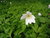 ANEMOON, BOS (Anemone nemorosa), Bloesem Remedie (10 cc)