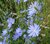 CHICORY(Cichorei) (Cichorium intybus), Bloesem Remedie (10 cc)